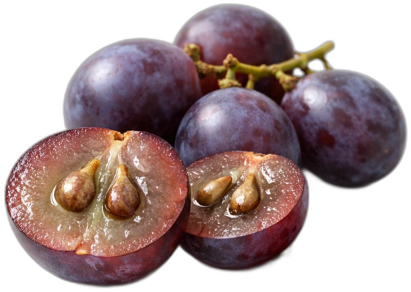 Grape Seed Extract